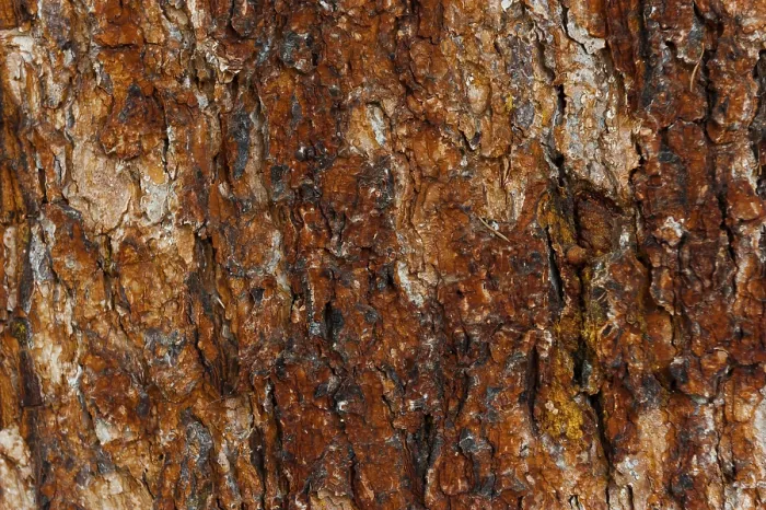 Framed Print : Tree Bark Structure Print with Wood Background Framed Print : Tree Bark Structure Print with Wood Background