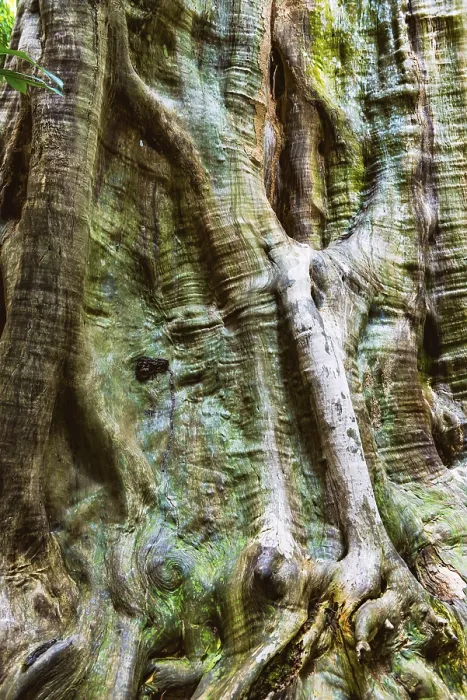 Framed Print : Tropical Tree Structure Print Framed Print : Tropical Tree Structure Print