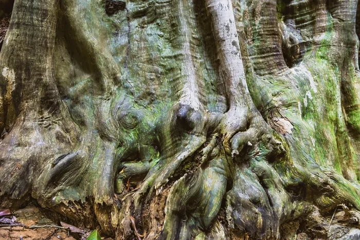Framed Print : Tropical Tree Structure Print Framed Print : Tropical Tree Structure Print