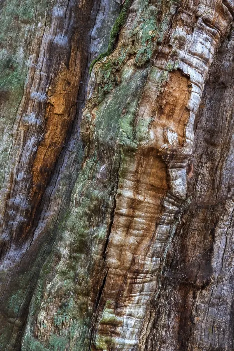 Framed Print : Weathered Wood Tree Trunk Print, Sababurg Forest, Germany