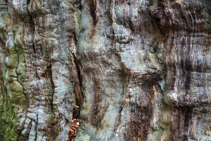 Framed Print : Dead Tree Trunk Print - Sababurg Forest, Germany