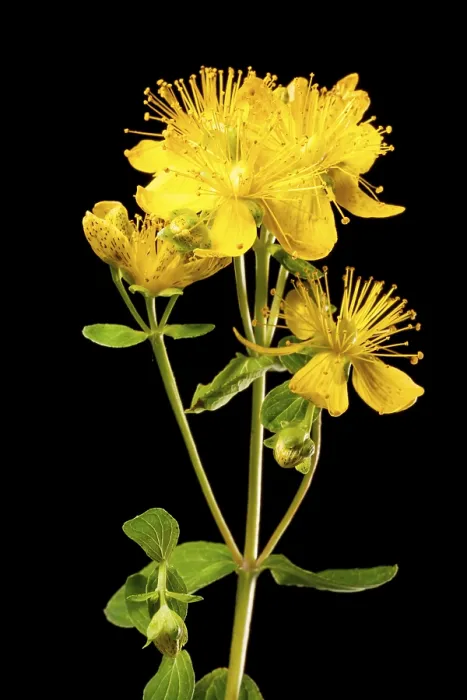 Framed Print : Studio Print of Hypericum perforatum (St. John's Wort)