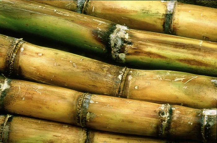 Framed Print : Sugar Cane Print Framed Print : Sugar Cane Print