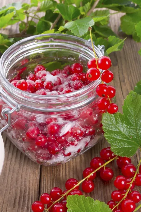 Framed Print : Sugared Red Currant Print
