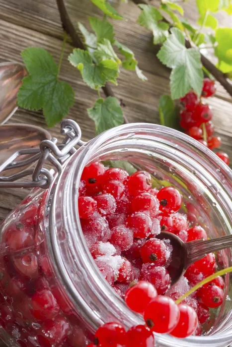 Framed Print : Sugared Red Currant Print Framed Print : Sugared Red Currant Print