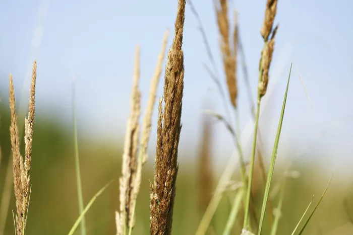 Framed Print : Summer Grass Background Print Framed Print : Summer Grass Background Print