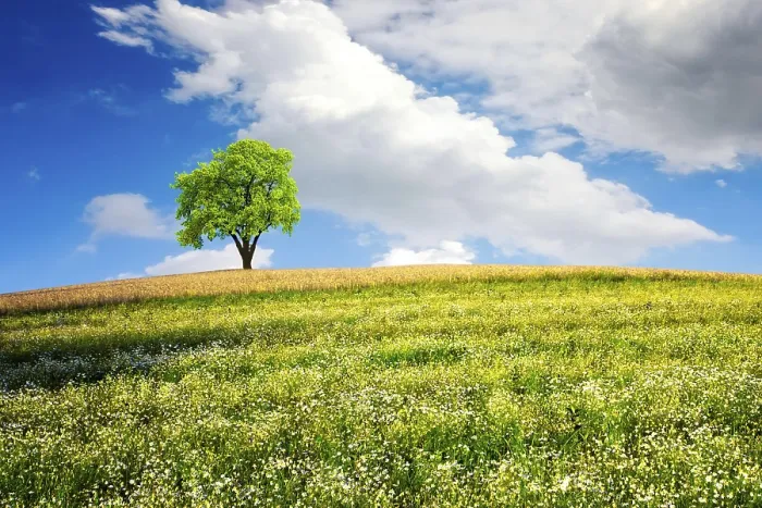 Framed Print : Summer Landscape Print by ImageBROKER Framed Print : Summer Landscape Print by ImageBROKER