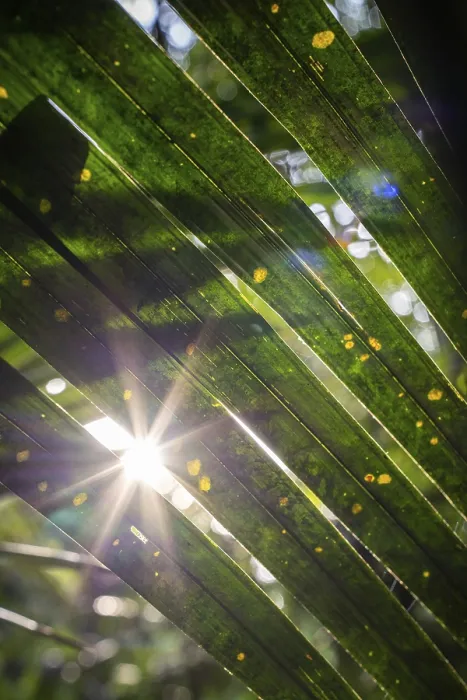 Framed Print : Sun Flash Through Rainforest Print, Amazon Museum, Brazil Framed Print : Sun Flash Through Rainforest Print, Amazon Museum, Brazil