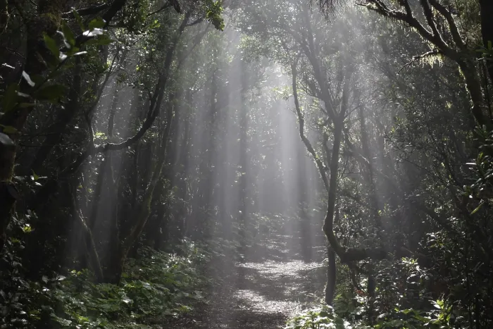 Framed Print : Sun Rays Print Through Cloud Forest, La Palma Framed Print : Sun Rays Print Through Cloud Forest, La Palma