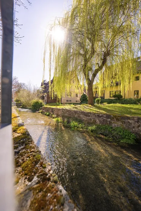 Framed Print : Sun Rays through Willow Tree Print, Aidlingen, Germany Framed Print : Sun Rays through Willow Tree Print, Aidlingen, Germany
