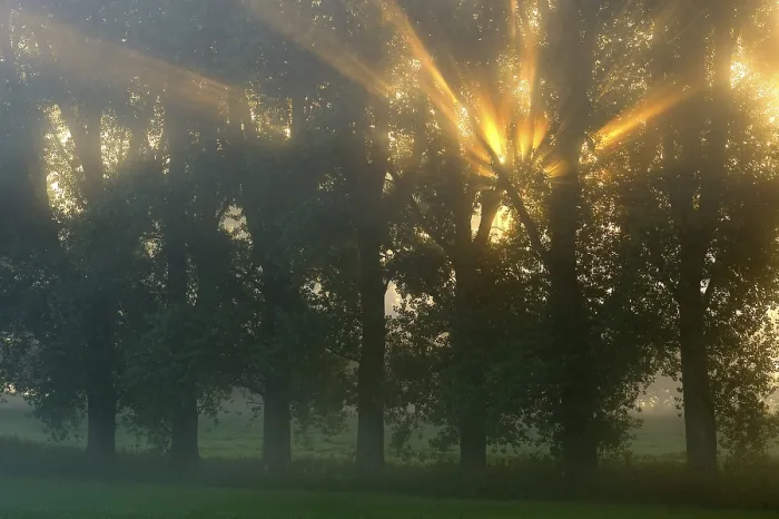 Framed Print : Sun Rays Through Trees Print, Niederrhein Landscape Framed Print : Sun Rays Through Trees Print, Niederrhein Landscape