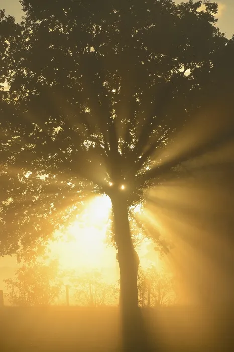 Framed Print : Dingdener Heide Sun rays in a tree Print, Germany Framed Print : Dingdener Heide Sun rays in a tree Print, Germany