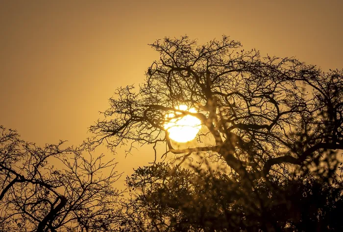 Framed Print : Sunset over Leafless Trees, Kruger National Park Print Framed Print : Sunset over Leafless Trees, Kruger National Park Print