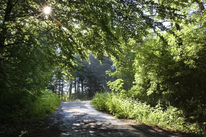 Framed Print : Backlit Sun Shining on a Forest Path Print Framed Print : Backlit Sun Shining on a Forest Path Print