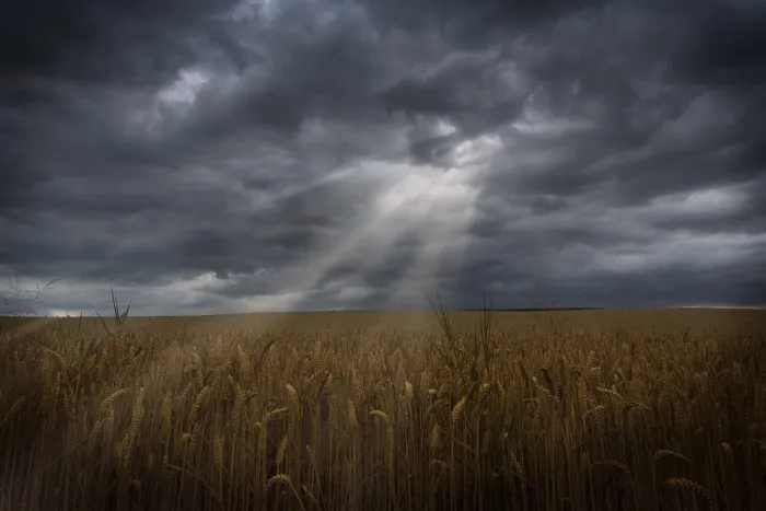 Framed Print : Sunbeams Print: Cornfield Landscape Framed Print : Sunbeams Print: Cornfield Landscape