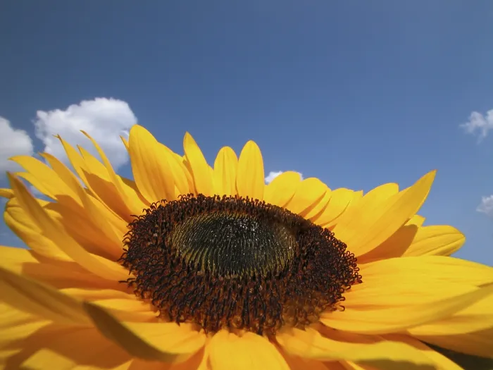 Framed Print : Sunflower Print by Vincent van Gogh Framed Print : Sunflower Print by Vincent van Gogh