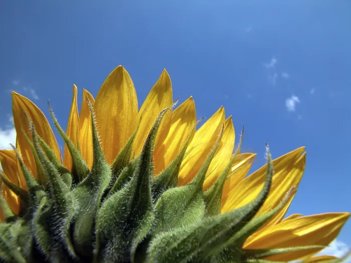 Framed Print : Sunflower Print by Vincent van Gogh Framed Print : Sunflower Print by Vincent van Gogh