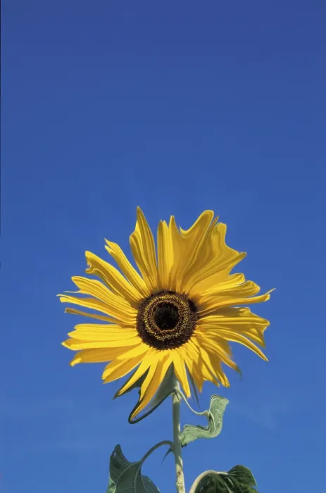 Framed Print : Sunflower Print by Van Gogh Framed Print : Sunflower Print by Van Gogh