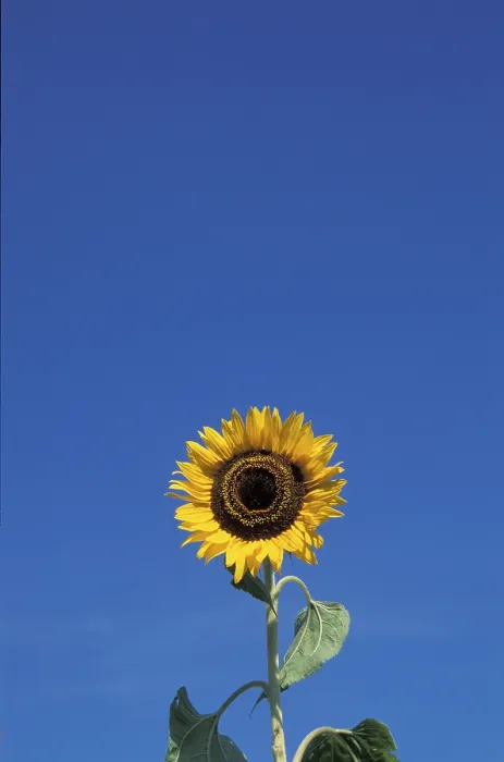 Framed Print : Sunflower Print by Vincent van Gogh Framed Print : Sunflower Print by Vincent van Gogh