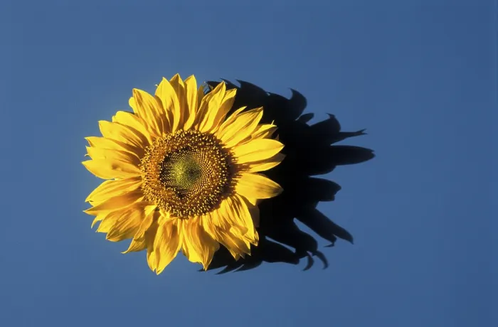 Framed Print : Sunflower Print by Van Gogh Framed Print : Sunflower Print by Van Gogh