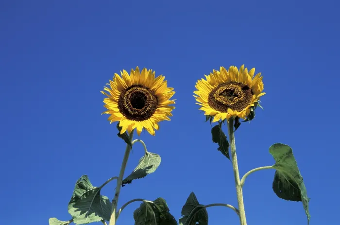 Framed Print : Sunflower Print by Vincent van Gogh