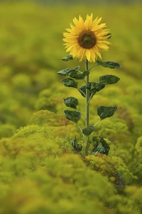 Framed Print : Sunflower Print by Vincent van Gogh Framed Print : Sunflower Print by Vincent van Gogh