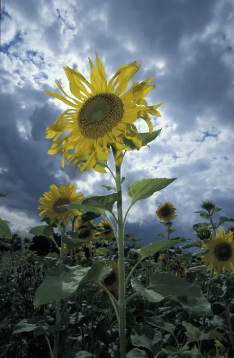 Framed Print : Sunflower Print by ImageBROKER Framed Print : Sunflower Print by ImageBROKER
