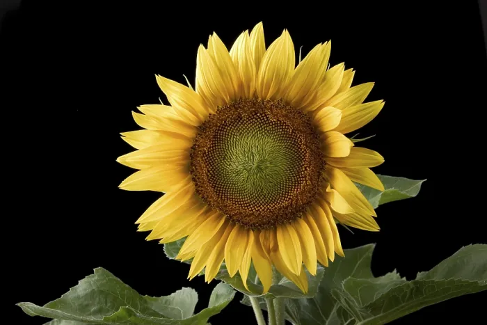 Framed Print : Sunflower Print by ImageBROKER Framed Print : Sunflower Print by ImageBROKER