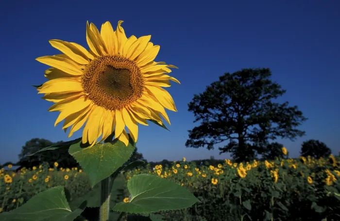 Framed Print : Sunflower Print by Vincent van Gogh Framed Print : Sunflower Print by Vincent van Gogh