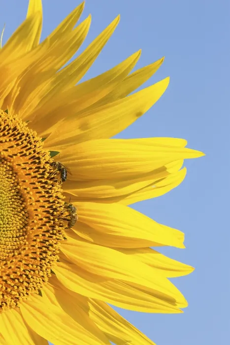 Framed Print : Sunflower Print by ImageBROKER Framed Print : Sunflower Print by ImageBROKER