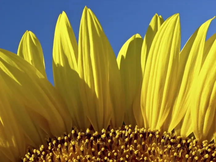 Framed Print : Sunflower Print by ImageBROKER Framed Print : Sunflower Print by ImageBROKER