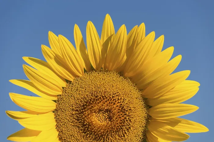 Framed Print : Sunflower Print by Vincent van Gogh Framed Print : Sunflower Print by Vincent van Gogh