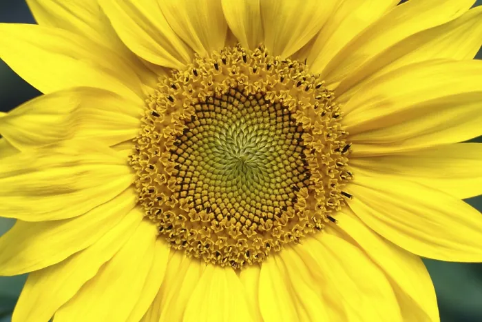 Framed Print : Sunflower Print by Vincent van Gogh Framed Print : Sunflower Print by Vincent van Gogh