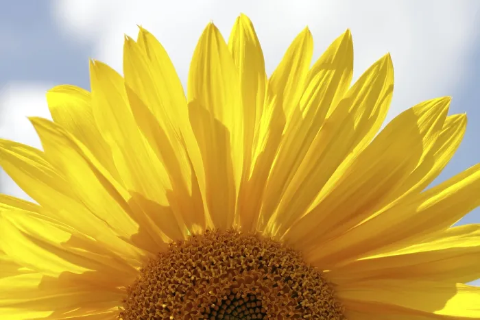 Framed Print : Sunflower Print by ImageBROKER Framed Print : Sunflower Print by ImageBROKER
