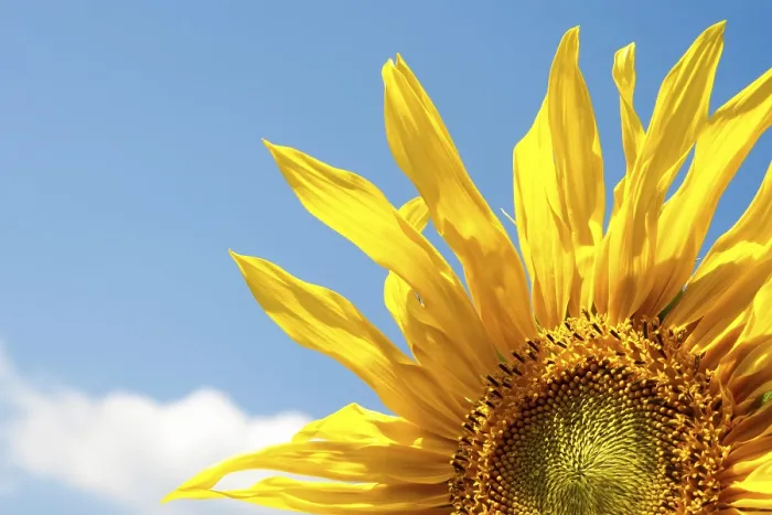 Framed Print : Sunflower Print by Vincent van Gogh Framed Print : Sunflower Print by Vincent van Gogh