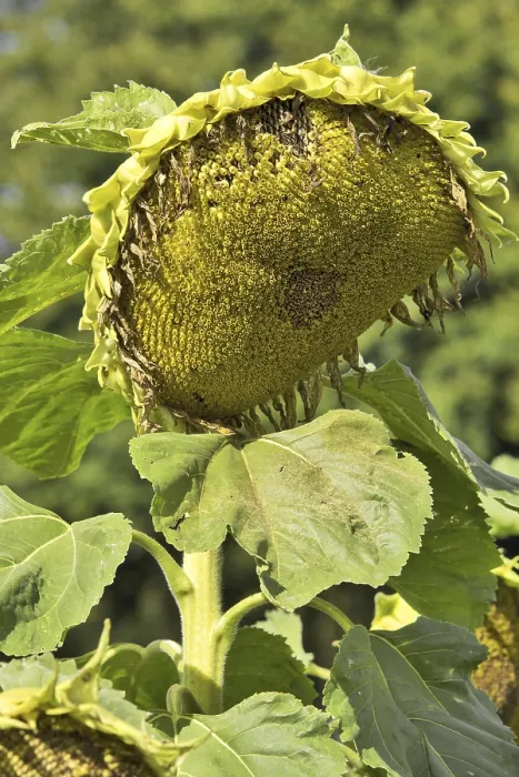 Framed Print : Sunflower Print by ImageBROKER
