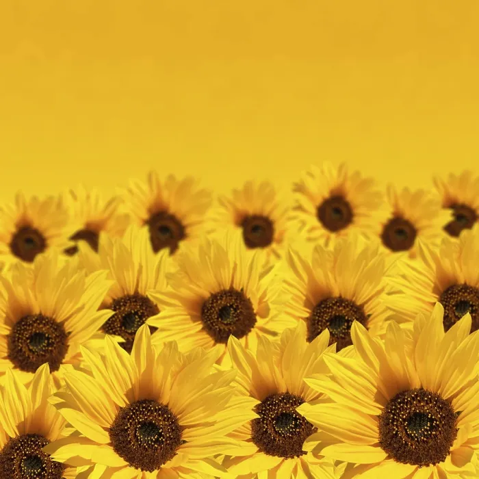 Framed Print : Sunflower Print with Copyspace