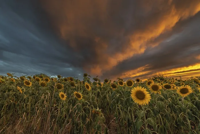 Framed Print : Bas-Rhin Sunflower Fields at Sunset Print Framed Print : Bas-Rhin Sunflower Fields at Sunset Print