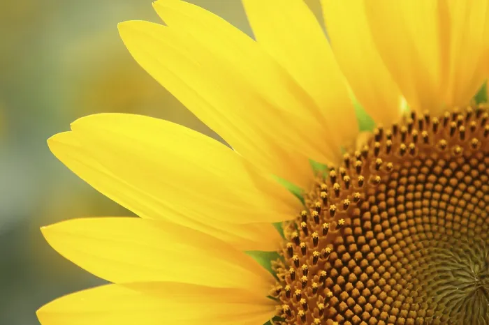 Framed Print : Sunflower Print on Multicolored Background in Summer Framed Print : Sunflower Print on Multicolored Background in Summer