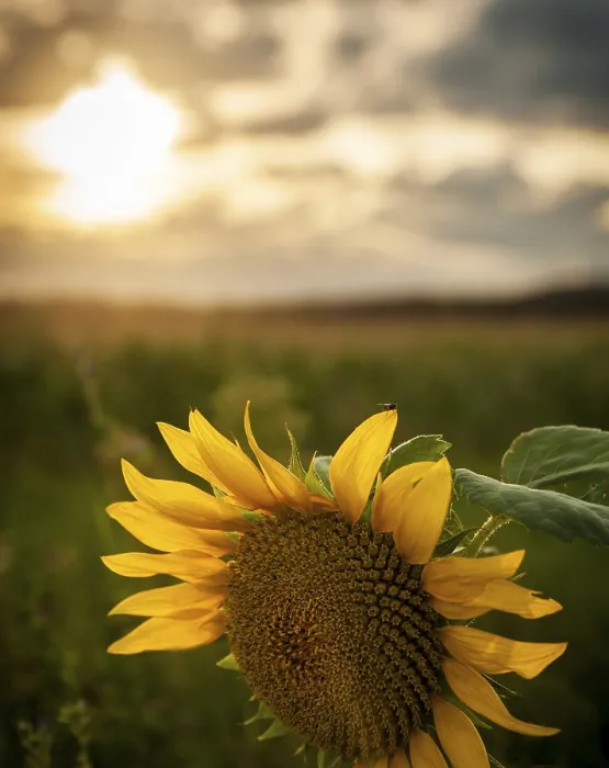 Framed Print : Sunflower at Sunset Print Framed Print : Sunflower at Sunset Print