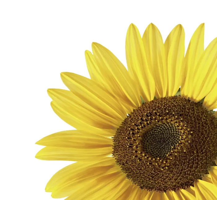 Framed Print : Sunflower over White Print Framed Print : Sunflower over White Print