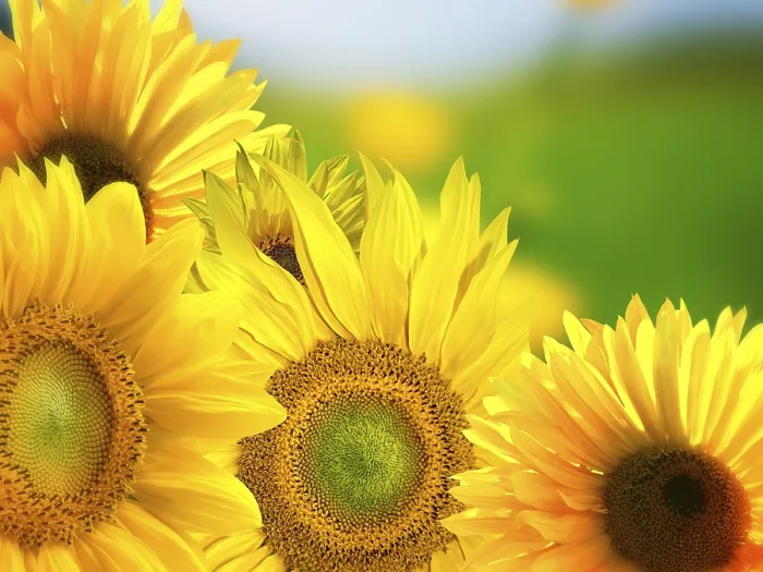 Framed Print : Sunflowers Background Print Framed Print : Sunflowers Background Print