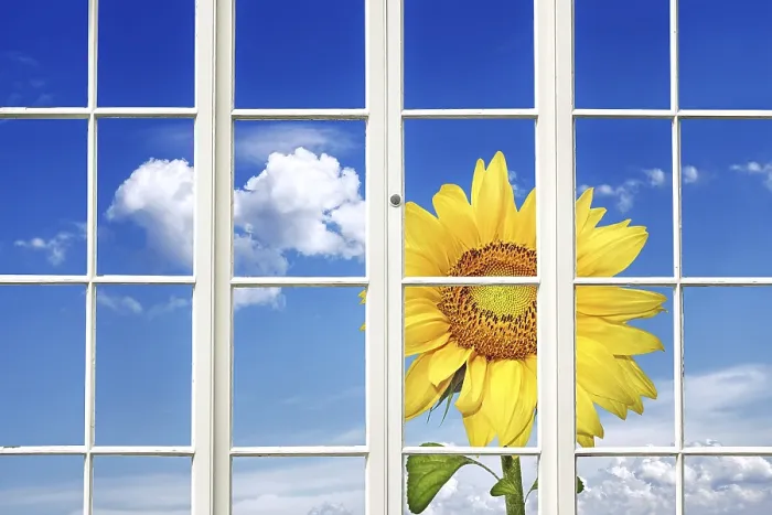 Framed Print : Sunny Window Print by ImageBROKER Framed Print : Sunny Window Print by ImageBROKER