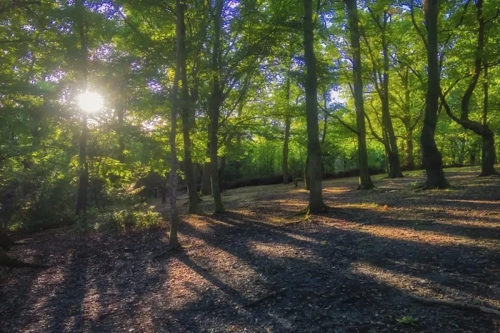 Framed Print : Sunrays in English Forest Spring Print
