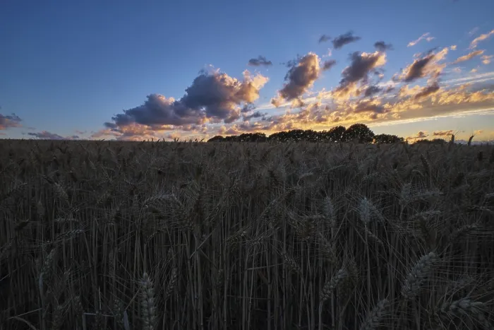 Framed Print : Sunset over a Cornfield Print, Krefeld, Germany