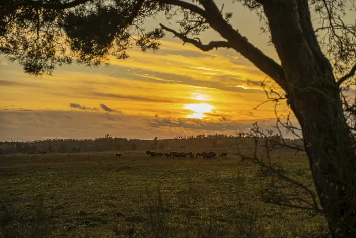 Framed Print : Sunset in the Doberitzer Heide Nature Reserve Print, Germany Framed Print : Sunset in the Doberitzer Heide Nature Reserve Print, Germany