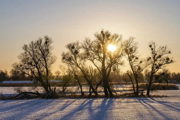 Framed Print : Sunset in the Oder Floodplains Winter Print, Germany Framed Print : Sunset in the Oder Floodplains Winter Print, Germany