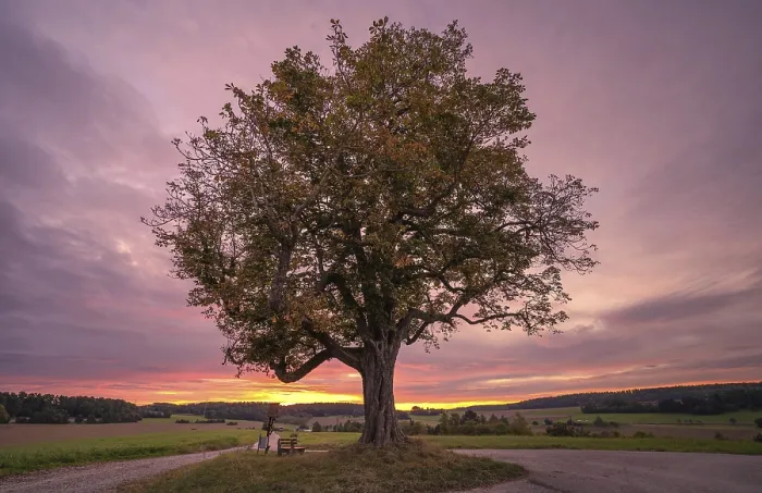 Framed Print : Sunset at the old chestnut tree, Gechingen, Germany Print Framed Print : Sunset at the old chestnut tree, Gechingen, Germany Print