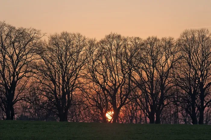 Framed Print : Sunset behind tree silhouettes Print, Germany Framed Print : Sunset behind tree silhouettes Print, Germany