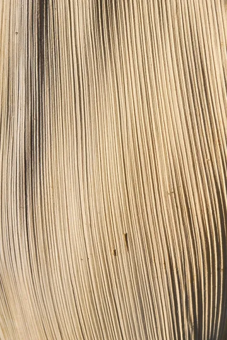 Framed Print : Dried Palm Frond Print - Leaf Surface Texture Framed Print : Dried Palm Frond Print - Leaf Surface Texture